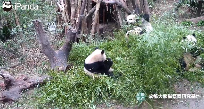 成都圆圆大熊猫